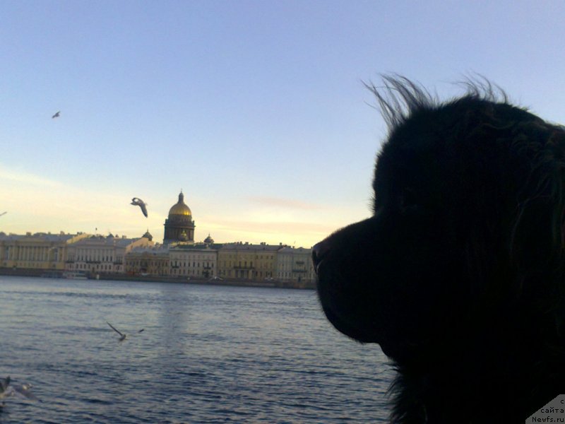 Фото: ньюфаундленд Tsinnamon Bel' Fra Sharmel iz Arkaima (Циннамон БельФра Шармэль из Аркаима)