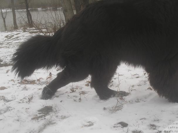 Фото: ньюфаундленд Otvajnyiy Ryicar' ot Sibirskogo Medvedya (Отважный Рыцарь от Сибирского Медведя)