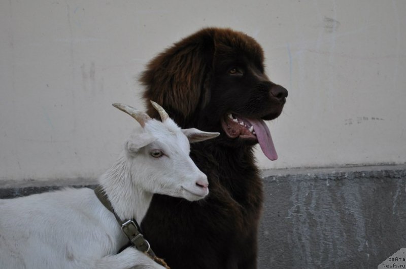 Фотография № 132021