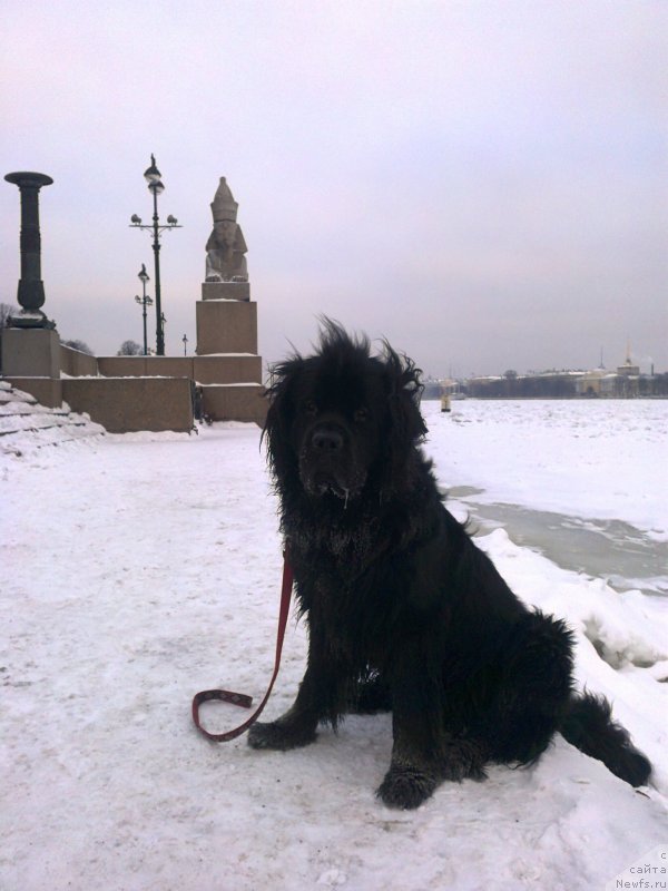 Фото: ньюфаундленд Tsinnamon Bel' Fra Sharmel iz Arkaima (Циннамон БельФра Шармэль из Аркаима)