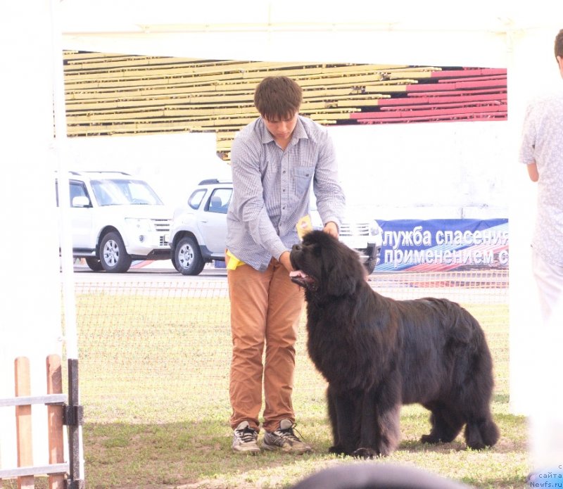 Фото: ньюфаундленд Njufort Natali (Ньюфорт Натали), Vladimir Ignatenko (Владимир Игнатенко)