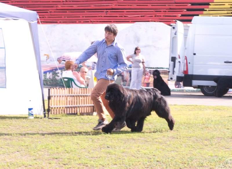 Фото: ньюфаундленд Njufort Natali (Ньюфорт Натали), Vladimir Ignatenko (Владимир Игнатенко)