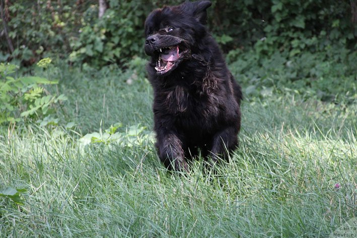 Фото: ньюфаундленд Zvezdnij Dar Afina dlja Berega Dona (Звездный Дар Афина для Берега Дона)