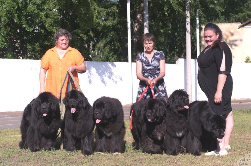 Фото: ньюфаундленд Njufort Natali (Ньюфорт Натали), ньюфаундленд Promise To Love Midnight Bear (Promise To Love Midnight Bear), ньюфаундленд N'yufort Uitni Tradiciya Legendyi (Ньюфорт Уитни Традиция Легенды), ньюфаундленд Black Diamond Agidel ot Potapa Patricia (Блэк Диамонд Агидель от Потапа Патриция), ньюфаундленд Blyek Diamond Agidel' ot Potapa Uvertyura (Блэк Диамонд Агидель от Потапа Увертюра), ньюфаундленд N'yufort Taym's Gold Aleksa (Ньюфорт Тайм'с Голд Алекса), Irina Panyushkina (Ирина Панюшкина), Ekaterina Jironkina (Екатерина Жиронкина), Alevtina Batyan (Алевтина Батян)
