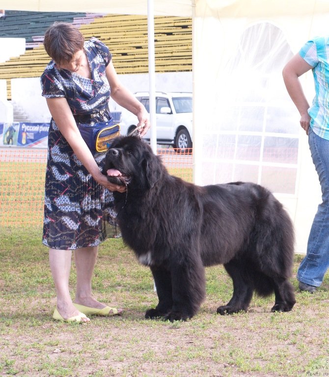 Фото: ньюфаундленд Blyek Diamond Agidel' ot Potapa Uvertyura (Блэк Диамонд Агидель от Потапа Увертюра), Alevtina Batyan (Алевтина Батян)