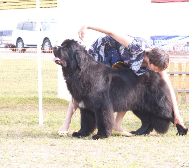 Фото: ньюфаундленд Blyek Diamond Agidel' ot Potapa Uvertyura (Блэк Диамонд Агидель от Потапа Увертюра), Alevtina Batyan (Алевтина Батян)