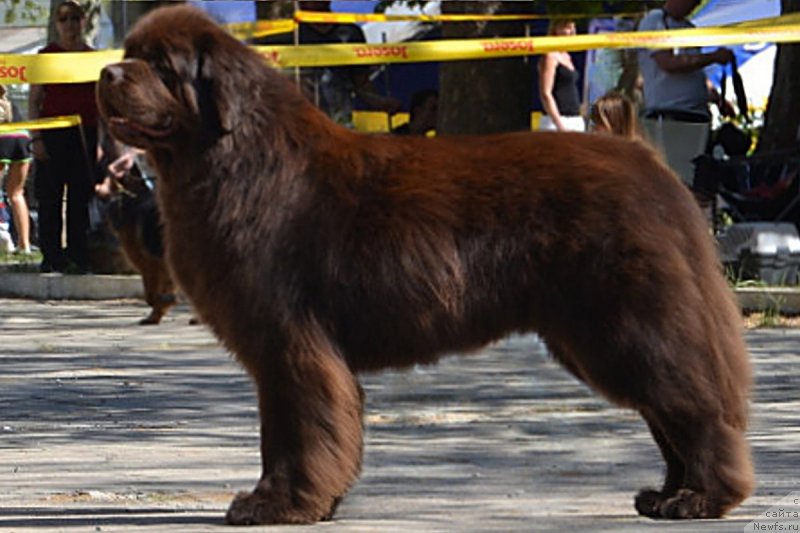 Фото: ньюфаундленд Angelo Orso Varyag (Анджело Орсо Варяг)