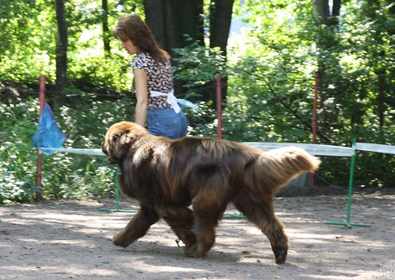 Фото: ньюфаундленд Aquatoriya Kelvin Royal Teddy Bear (Акватория Келвин Ройал Тедди Беар)