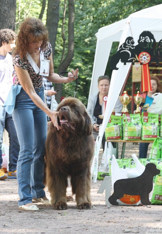 Фото: ньюфаундленд Aquatoriya Kelvin Royal Teddy Bear (Акватория Келвин Ройал Тедди Беар), YUliana Nikiforova (Юлиана Никифорова)