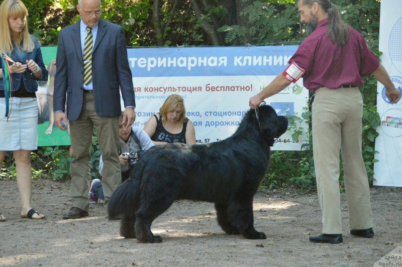 Фото: ньюфаундленд Aquatoriya Kelvin Kadril (Акватория Келвин Кадриль)