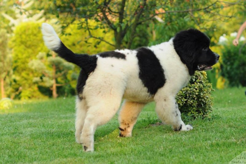 Фото: ньюфаундленд Chernaya Mafia Zebra Time (Черная Мафия Зебра Тиме)