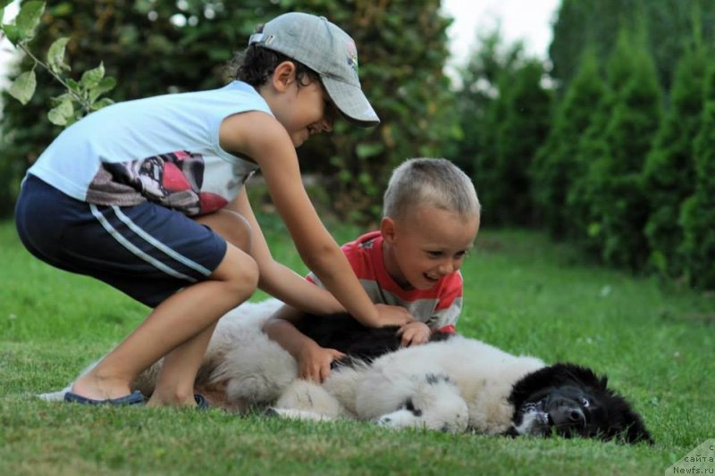 Фото: ньюфаундленд Chernaya Mafia Zebra Time (Черная Мафия Зебра Тиме)