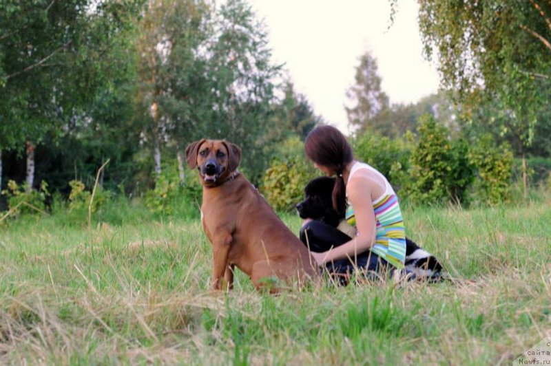 Фото: ньюфаундленд Chernaya Mafia Zebra Time (Черная Мафия Зебра Тиме), Kenia, Aneta Romańczyk