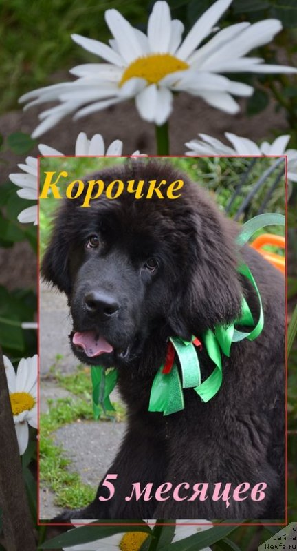 Фото: ньюфаундленд Chernaya Mafia Zoom Into Me (Черная Мафия Зоом Инто Ме)