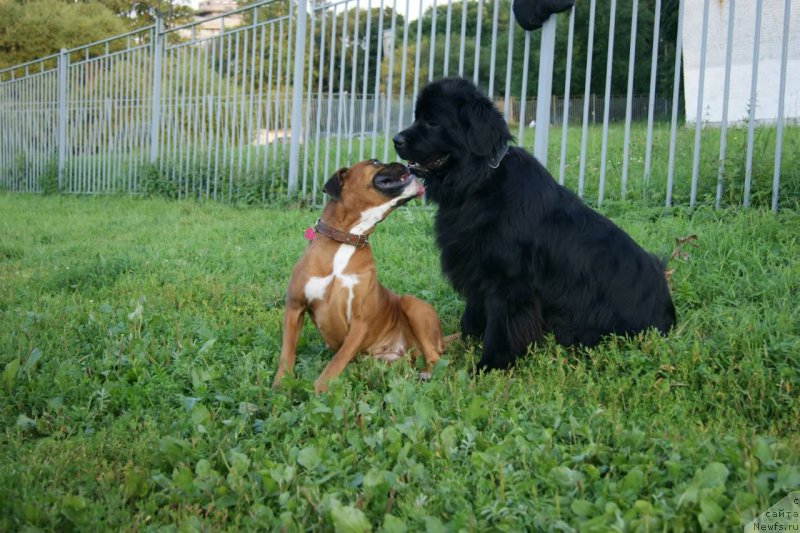 Фото: ньюфаундленд Velyke Malyatko Bayaderka Yurka