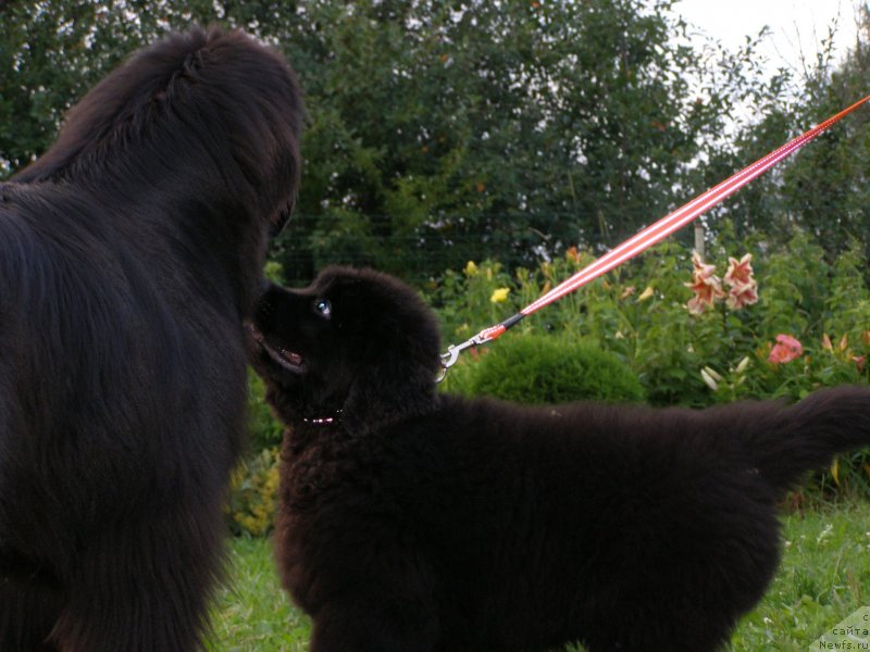 Фотография № 132069