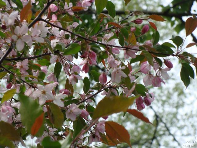 Фотография № 13207