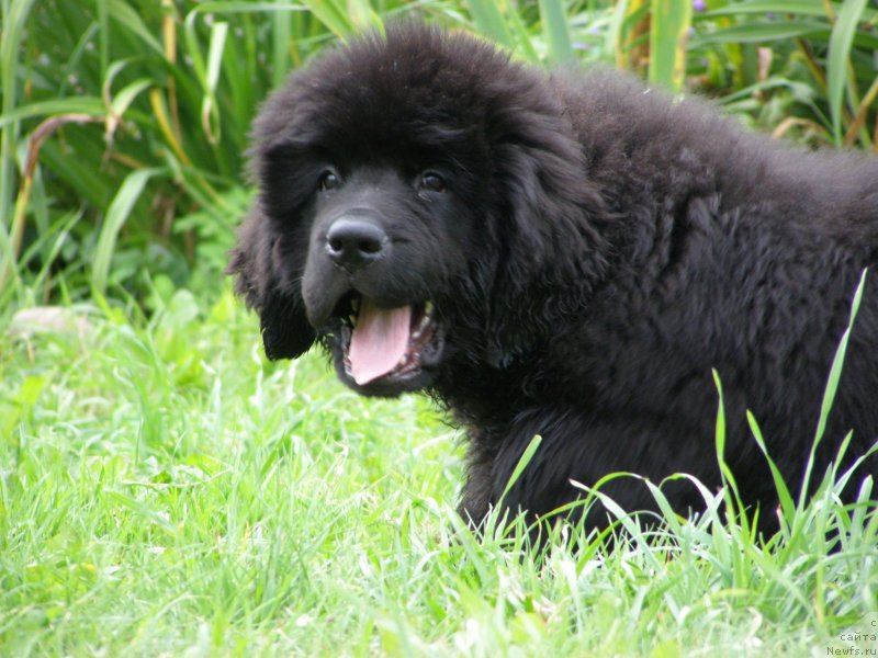 Фотография № 132072