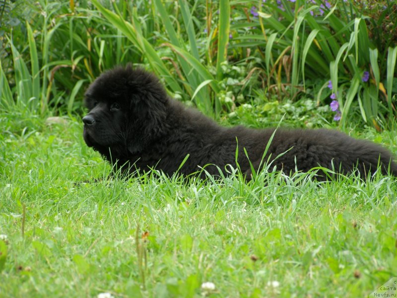 Фотография № 132073