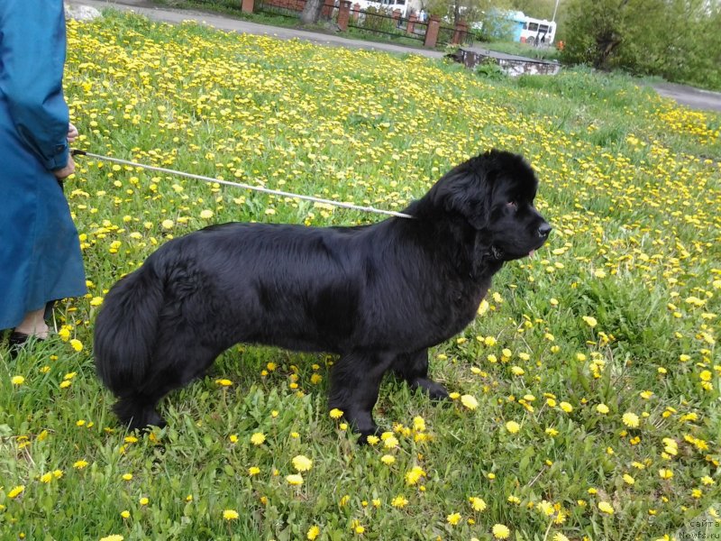Фото: ньюфаундленд YElberet Zvezdnaya ot Sibirskogo Medvedya (Элберет Звездная от Сибирского Медведя)