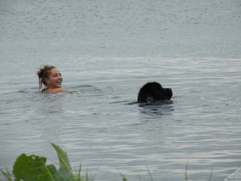 Фото: ньюфаундленд YElberet Zvezdnaya ot Sibirskogo Medvedya (Элберет Звездная от Сибирского Медведя)