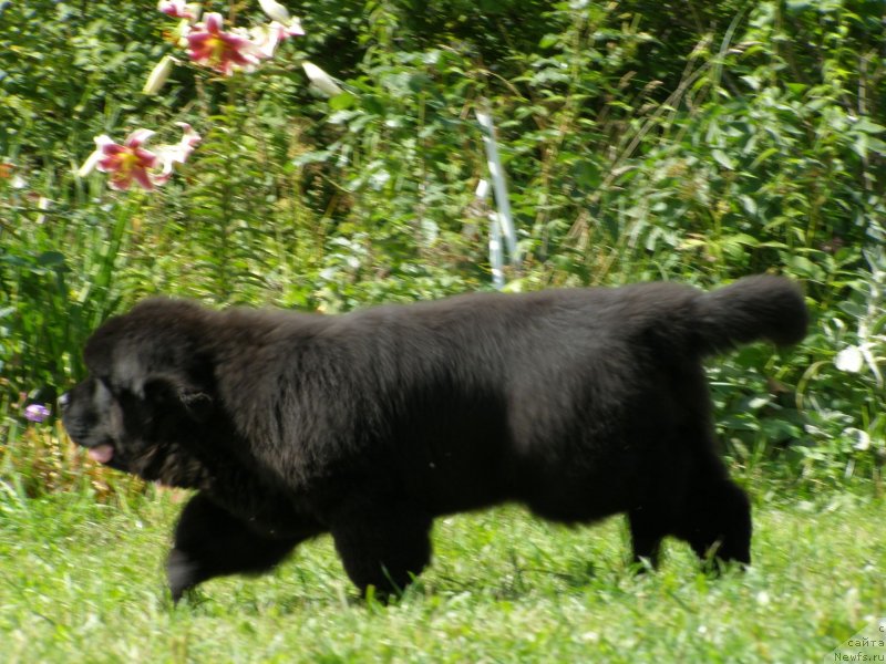 Фотография № 132086