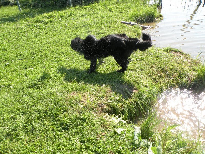 Фото: ньюфаундленд YElberet Zvezdnaya ot Sibirskogo Medvedya (Элберет Звездная от Сибирского Медведя)