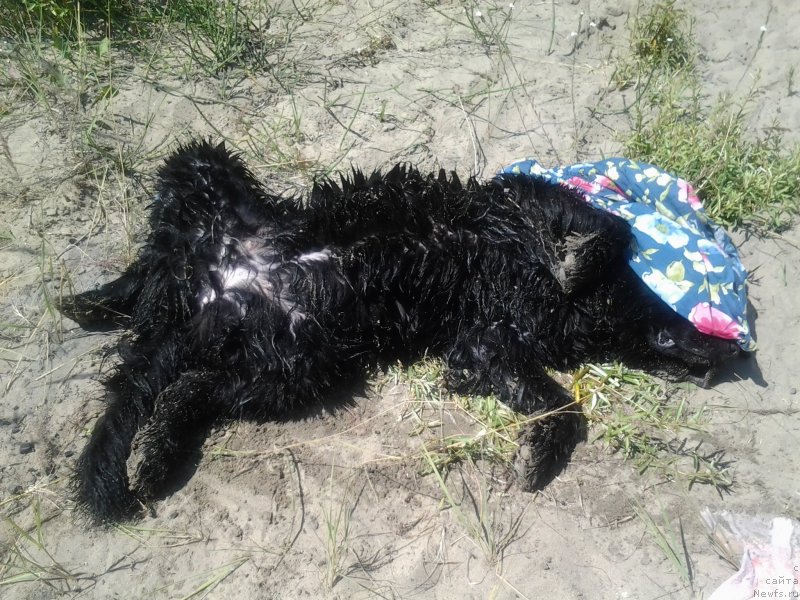 Фото: ньюфаундленд YElberet Zvezdnaya ot Sibirskogo Medvedya (Элберет Звездная от Сибирского Медведя)