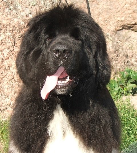 Фото: ньюфаундленд Plushevaya Panda Ulybka Ledi Scharm (Плюшевая Панда Улыбка Леди Шарм)