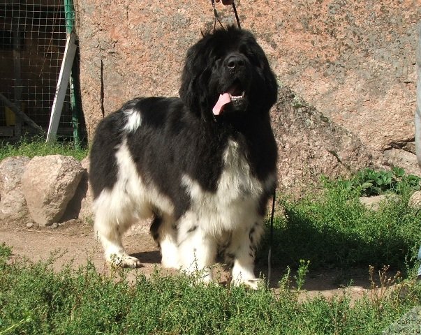 Фото: ньюфаундленд Plushevaya Panda Ulybka Ledi Scharm (Плюшевая Панда Улыбка Леди Шарм)