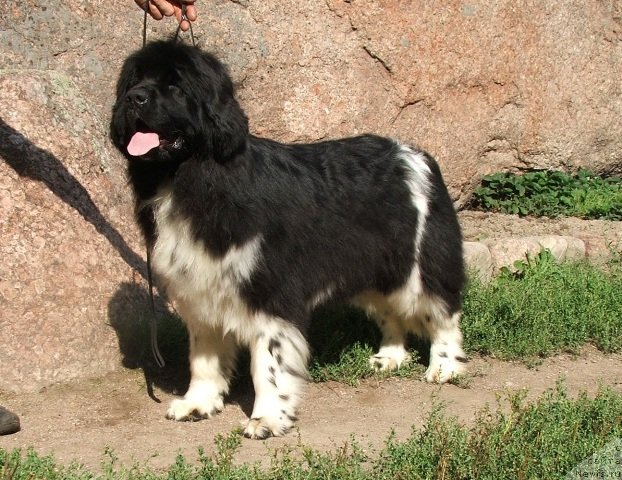 Фото: ньюфаундленд Plushevaya Panda Ulybka Ledi Scharm (Плюшевая Панда Улыбка Леди Шарм)