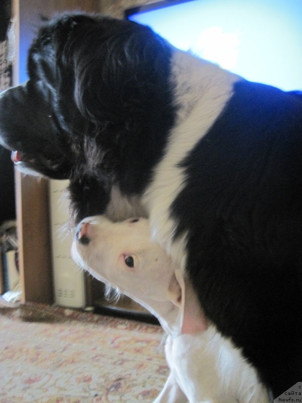 Фото: ангелочек и, ньюфаундленд Super Bizon Gera (Супер Бизон Гера)