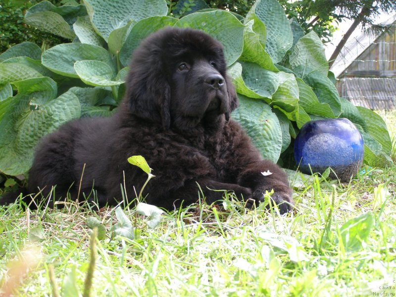 Фото: ньюфаундленд Chernaya Mafia Maybe She Will (Черная Мафия Маубе Ше Вилл)