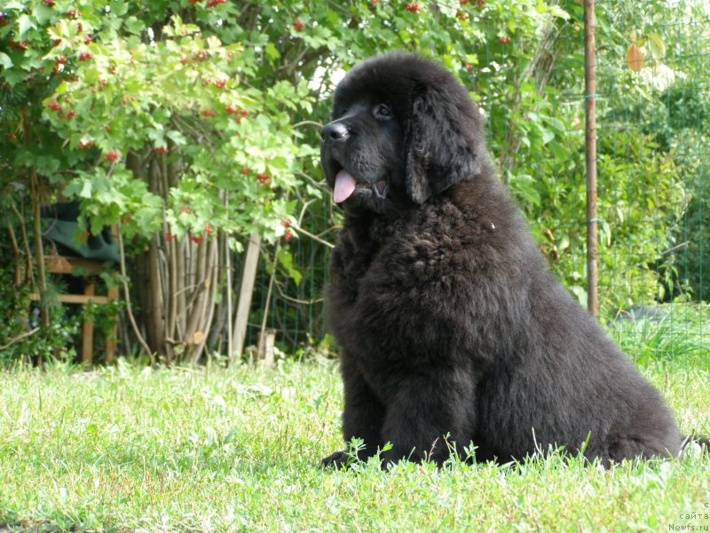 Фото: ньюфаундленд Chernaya Mafia Maybe She Will (Черная Мафия Маубе Ше Вилл)