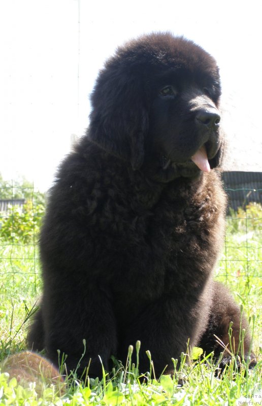 Фото: ньюфаундленд Chernaya Mafia Maybe She Will (Черная Мафия Маубе Ше Вилл)