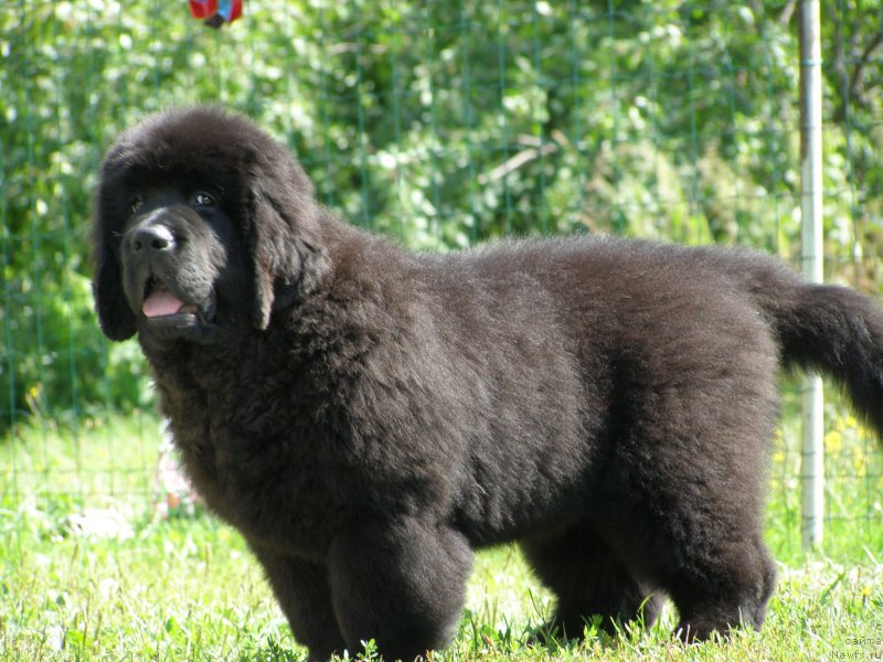 Фото: ньюфаундленд Chernaya Mafia Maybe She Will (Черная Мафия Маубе Ше Вилл)