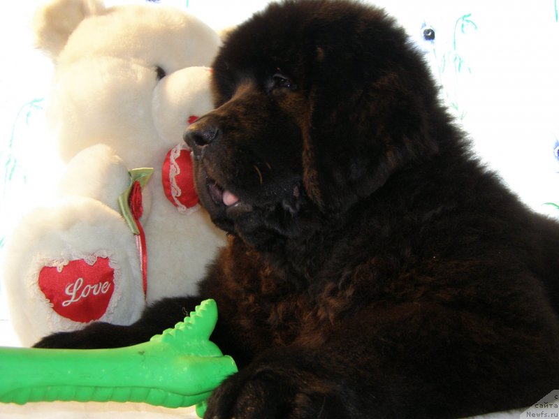 Фото: ньюфаундленд Chernaya Mafia Maybe She Will (Черная Мафия Маубе Ше Вилл)