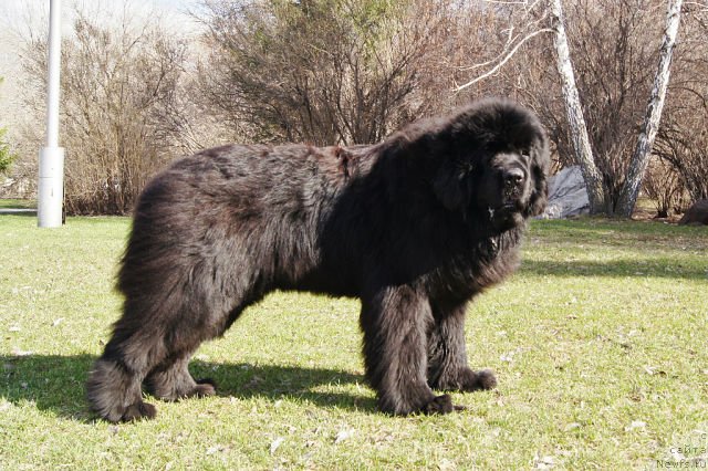 Фото: ньюфаундленд Fann'yuf Tibul Jelannyiy dlya Ih Vyisochestva (Фанньюф Тибул Желанный для Их Высочества)