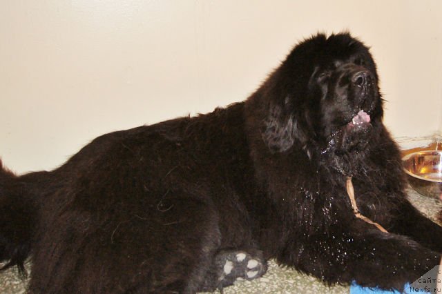 Фото: ньюфаундленд Fann'yuf Tibul Jelannyiy dlya Ih Vyisochestva (Фанньюф Тибул Желанный для Их Высочества)