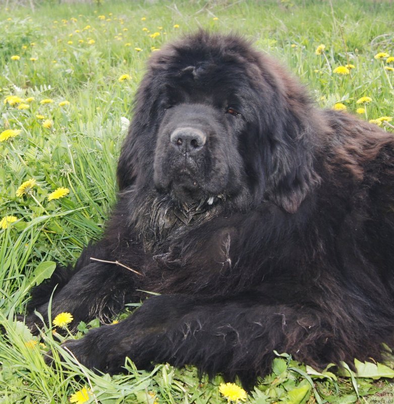 Фото: ньюфаундленд Fann'yuf Tibul Jelannyiy dlya Ih Vyisochestva (Фанньюф Тибул Желанный для Их Высочества)