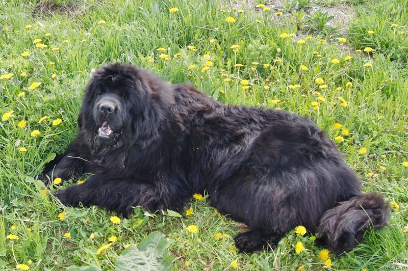 Фотография № 132110