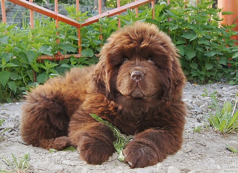 Фотография № 132118