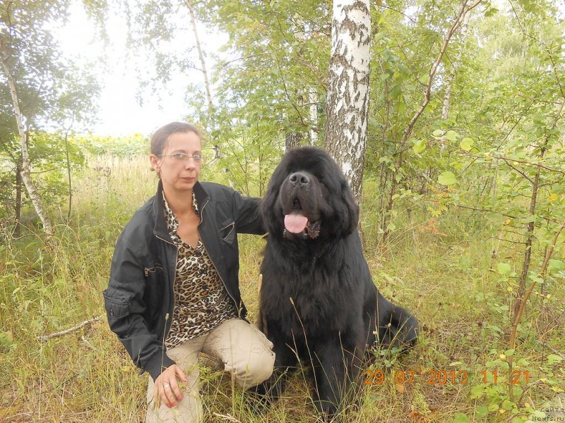 Фото: ньюфаундленд Aquatoriya Kelvin Kilimandzharo (Акватория Келвин Килиманджаро), Oksana Volkova (Оксана Волкова)