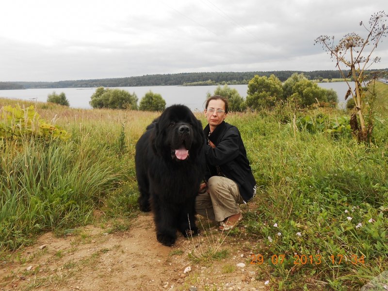 Фото: ньюфаундленд Aquatoriya Kelvin Kilimandzharo (Акватория Келвин Килиманджаро), Oksana Volkova (Оксана Волкова)
