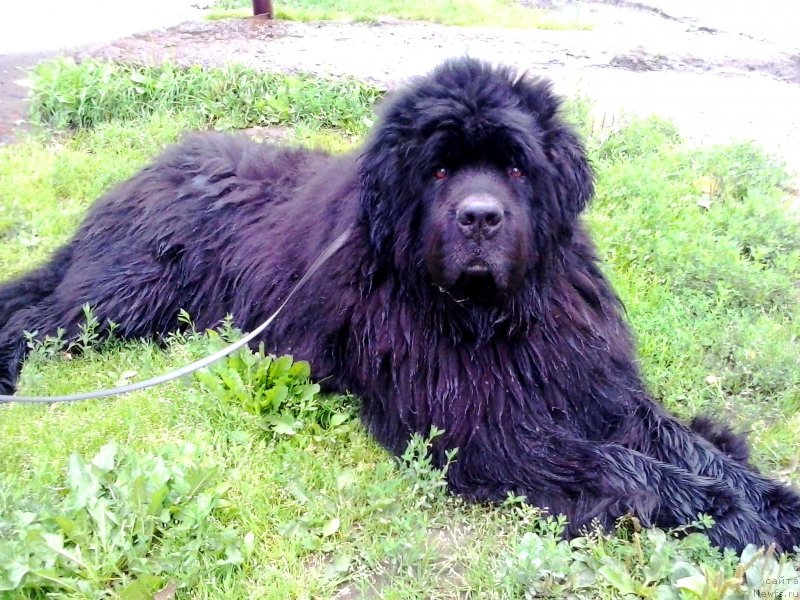 Фото: ньюфаундленд Nijumast Samson (Ньюмаст Самсон)