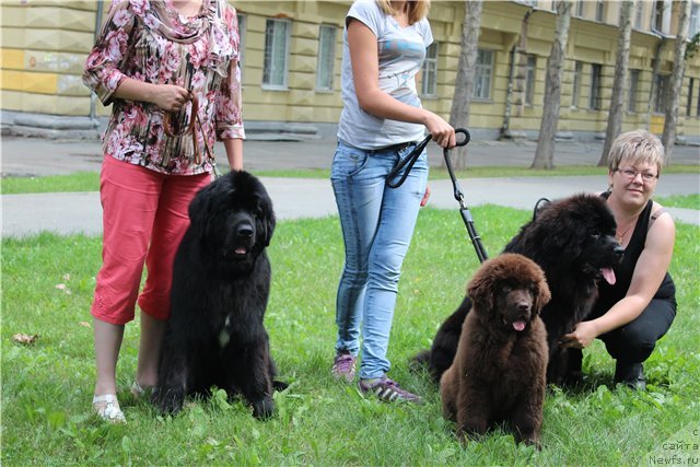 Фото: дочь, ньюфаундленд Fann'yuf Tibul Jelannyiy dlya Ih Vyisochestva (Фанньюф Тибул Желанный для Их Высочества), ньюфаундленд N'yufort Cena Uspeha (Ньюфорт Цена Успеха), ньюфаундленд Ih Vyisochestvo Divnaya Carica (Их Высочество Дивная Царица)