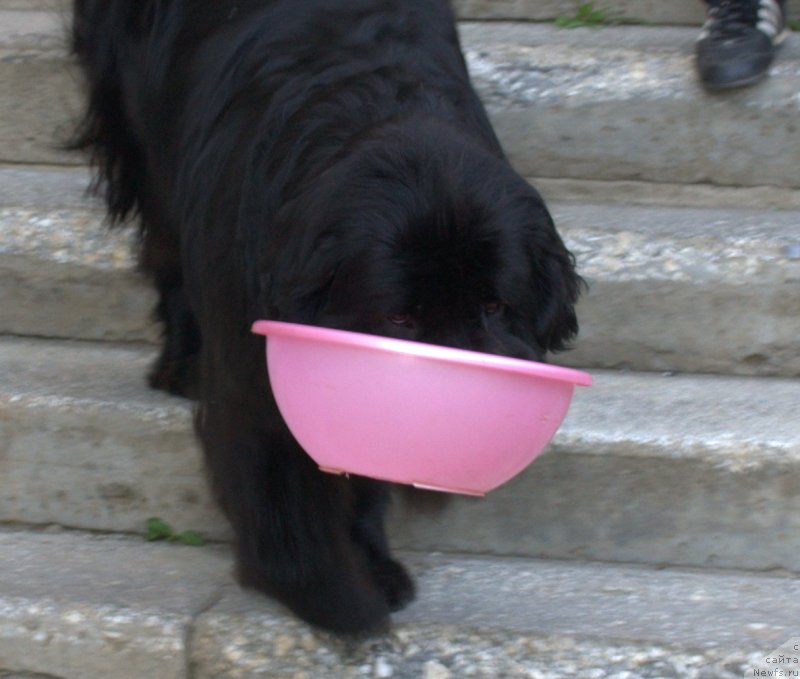 Фото: ньюфаундленд Akvatoriya Kelvin Koroleva Margo (Акватория Келвин Королева Марго)