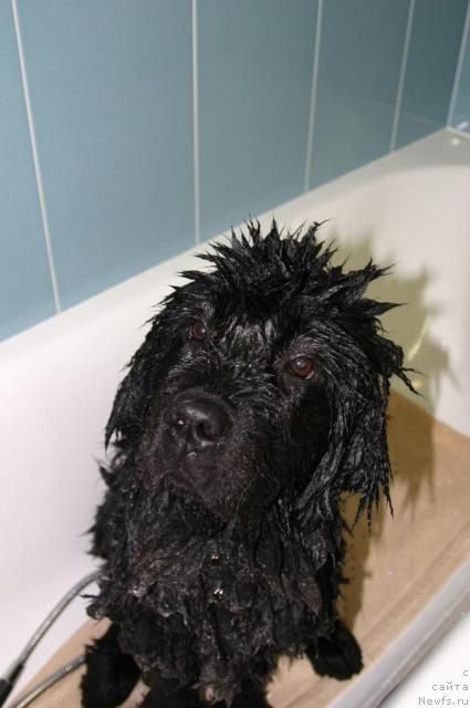 Фото: ньюфаундленд Sladkaya Moya ot Sibirskogo Medvedya (Сладкая Моя от Сибирского Медведя)