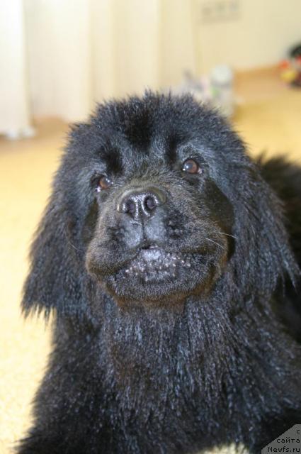 Фото: ньюфаундленд Sladkaya Moya ot Sibirskogo Medvedya (Сладкая Моя от Сибирского Медведя)