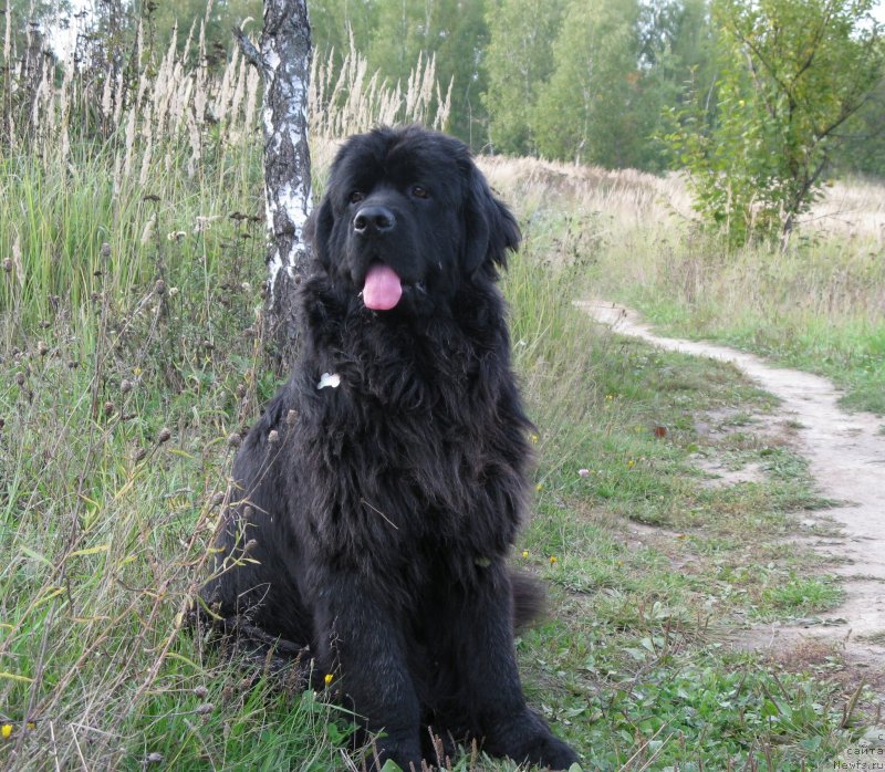 Фото: ньюфаундленд Ryesh (Рэш)